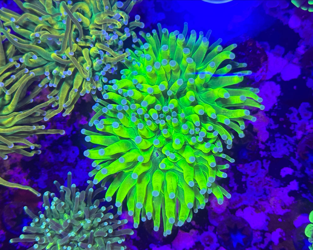 Bens Corals