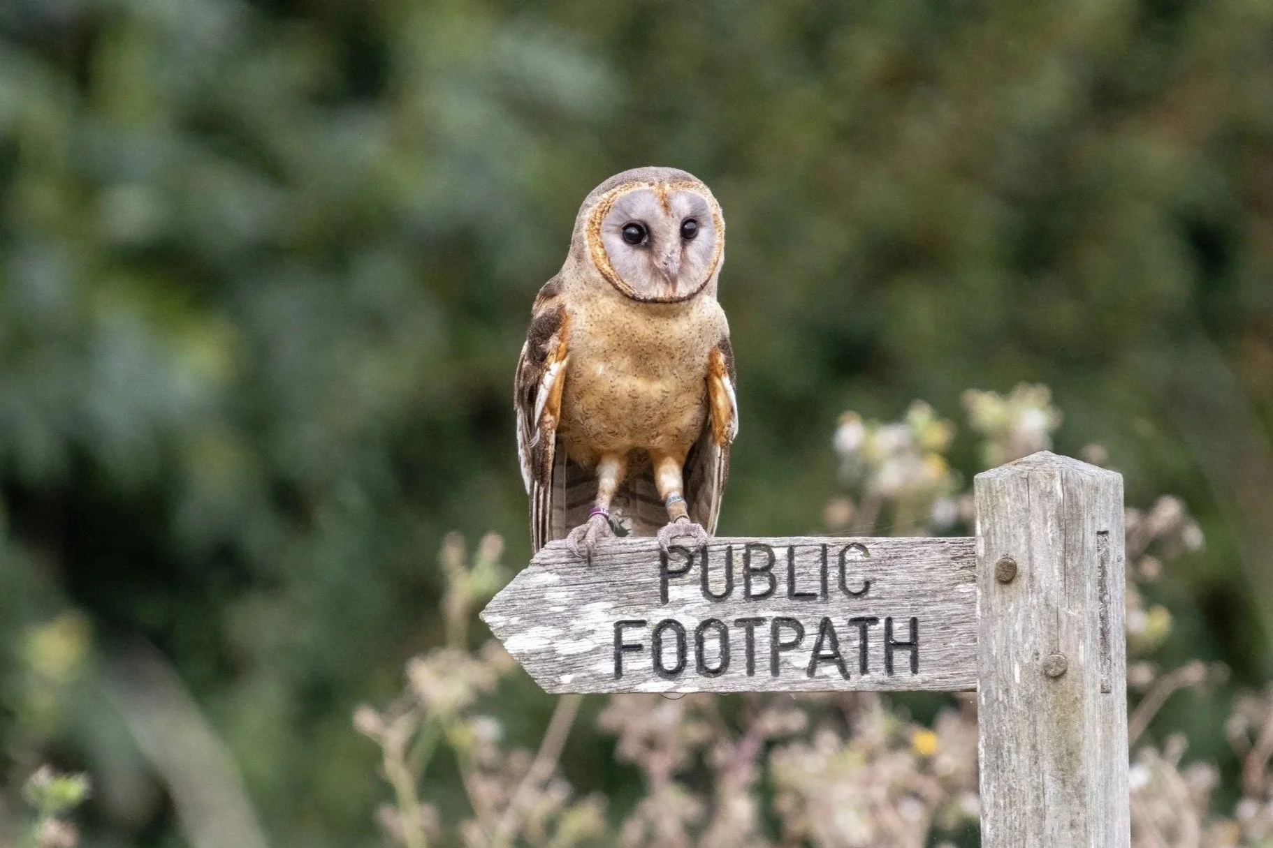 SUFFOLK OWL SANCTUARY